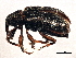  ( - BIOUG03377-F08)  @14 [ ] CreativeCommons - Attribution (2013) CBG Photography Group Centre for Biodiversity Genomics