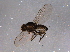  ( - BIOUG04327-A05)  @12 [ ] CreativeCommons - Attribution (2014) CBG Photography Group Centre for Biodiversity Genomics