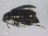  ( - BIOUG03377-G08)  @13 [ ] CreativeCommons - Attribution (2014) CBG Photography Group Centre for Biodiversity Genomics