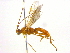  (Aleiodes pallidator - BIOUG04484-D09)  @13 [ ] CreativeCommons - Attribution (2013) CBG Photography Group Centre for Biodiversity Genomics