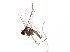  (Dasineura folliculi - BIOUG06819-G09)  @13 [ ] CreativeCommons - Attribution (2014) CBG Photography Group Centre for Biodiversity Genomics