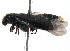  ( - BIOUG06831-F01)  @13 [ ] CreativeCommons - Attribution (2014) CBG Photography Group Centre for Biodiversity Genomics