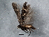  ( - BIOUG06936-A08)  @11 [ ] CreativeCommons - Attribution (2013) CBG Photography Group Centre for Biodiversity Genomics