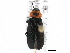  (Phryganophilus - BIOUG19185-G07)  @14 [ ] CreativeCommons - Attribution (2015) CBG Photography Group Centre for Biodiversity Genomics