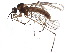  ( - BIOUG19315-A11)  @14 [ ] CreativeCommons - Attribution (2015) CBG Photography Group Centre for Biodiversity Genomics