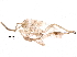  ( - BIOUG19221-H09)  @12 [ ] CreativeCommons - Attribution (2016) CBG Photography Group Centre for Biodiversity Genomics