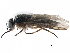  ( - BIOUG19435-A01)  @13 [ ] CreativeCommons - Attribution (2015) CBG Photography Group Centre for Biodiversity Genomics