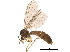  (Coelosynapha - BIOUG19436-E05)  @15 [ ] CreativeCommons - Attribution (2015) CBG Photography Group Centre for Biodiversity Genomics