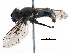  ( - BIOUG19684-C09)  @11 [ ] CreativeCommons - Attribution (2016) CBG Photography Group Centre for Biodiversity Genomics