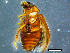  (Berosus approximans - DBCACOLE_AIA059)  @11 [ ] CreativeCommons - Attribution Non-Commercial Share-Alike (2019) DBCA Department of Biodiversity, Conservation and Attractions
