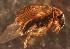  ( - DBCACOLE_AIA060)  @11 [ ] CreativeCommons - Attribution Non-Commercial Share-Alike (2019) DBCA Department of Biodiversity, Conservation and Attractions