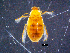  (Berosus munitipennis - DBCACOLE_AIA216)  @11 [ ] CreativeCommons - Attribution Non-Commercial Share-Alike (2019) DBCA Department of Biodiversity, Conservation and Attractions