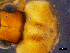  (Berosus nutans - DBCACOLE_AIA217)  @11 [ ] CreativeCommons - Attribution Non-Commercial Share-Alike (2019) DBCA Department of Biodiversity, Conservation and Attractions