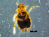  (Berosus ralphi - DBCACOLE_AIA129)  @11 [ ] CreativeCommons - Attribution Non-Commercial Share-Alike (2019) DBCA Department of Biodiversity, Conservation and Attractions