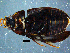  (Sternolophus marginicollis - DBCACOLE_AIA019)  @11 [ ] CreativeCommons - Attribution Non-Commercial Share-Alike (2019) DBCA Department of Biodiversity, Conservation and Attractions