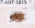  ( - JT-ANT-1815)  @11 [ ] CC-by (2023) Julien Touroult Museum national d'Histoire naturelle, Paris