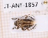 ( - JT-ANT-1857)  @11 [ ] CC-by (2023) Julien Touroult Museum national d'Histoire naturelle, Paris