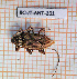  ( - BC-JT-ANT-101)  @11 [ ] Copyright (2020) Julien Touroult Museum national d'Histoire naturelle