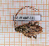  ( - BC-JT-ANT-111)  @11 [ ] Copyright (2020) Julien Touroult Museum national d'Histoire naturelle