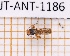  ( - JT-ANT-1186)  @11 [ ] Creative common (2022) Julien Touroult Museum national d'Histoire naturelle, Paris