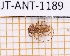  ( - JT-ANT-1189)  @11 [ ] Creative common (2022) Julien Touroult Museum national d'Histoire naturelle, Paris