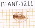  ( - JT-ANT-1211)  @11 [ ] Creative common (2022) Julien Touroult Museum national d'Histoire naturelle, Paris