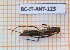  ( - BC-JT-ANT-123)  @11 [ ] Copyright (2020) Julien Touroult Museum national d'Histoire naturelle