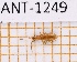  (Telephanus pygmaeus - JT-ANT-1249)  @11 [ ] Creative common (2022) Julien Touroult Museum national d'Histoire naturelle, Paris