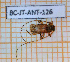  ( - BC-JT-ANT-126)  @11 [ ] Copyright (2020) Julien Touroult Museum national d'Histoire naturelle