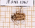  ( - JT-ANT-1267)  @11 [ ] Creative common (2022) Julien Touroult Museum national d'Histoire naturelle, Paris