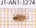  ( - JT-ANT-1274)  @11 [ ] Creative common (2022) Julien Touroult Museum national d'Histoire naturelle, Paris
