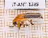  ( - JT-ANT-1289)  @11 [ ] Creative common (2022) Julien Touroult Museum national d'Histoire naturelle, Paris