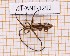  ( - JT-ANT-1292)  @11 [ ] Creative common (2022) Julien Touroult Museum national d'Histoire naturelle, Paris
