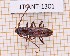  ( - JT-ANT-1301)  @11 [ ] Creative common (2022) Julien Touroult Museum national d'Histoire naturelle, Paris