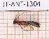  ( - JT-ANT-1304)  @11 [ ] Creative common (2022) Julien Touroult Museum national d'Histoire naturelle, Paris