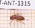  ( - JT-ANT-1315)  @11 [ ] Creative common (2022) Julien Touroult Museum national d'Histoire naturelle, Paris