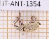  ( - JT-ANT-1354)  @11 [ ] Creative common (2022) Julien Touroult Museum national d'Histoire naturelle, Paris