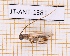  ( - JT-ANT-1381)  @11 [ ] Creative common (2022) Julien Touroult Museum national d'Histoire naturelle, Paris