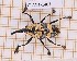  ( - JT-ANT-1401)  @11 [ ] Creative common (2022) Julien Touroult Museum national d'Histoire naturelle, Paris