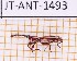  (Hephebocerus - JT-ANT-1493)  @11 [ ] Creative common (2022) Julien Touroult Museum national d'Histoire naturelle, Paris