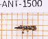  ( - JT-ANT-1500)  @11 [ ] Creative common (2022) Julien Touroult Museum national d'Histoire naturelle, Paris