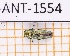  (Taphrocerus constantini - JT-ANT-1554)  @11 [ ] Creative common (2022) Julien Touroult Museum national d'Histoire naturelle, Paris