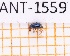  ( - JT-ANT-1559)  @11 [ ] Creative common (2022) Julien Touroult Museum national d'Histoire naturelle, Paris