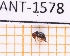  ( - JT-ANT-1578)  @11 [ ] Creative common (2022) Julien Touroult Museum national d'Histoire naturelle, Paris