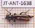  ( - JT-ANT-1638)  @11 [ ] Creative common (2022) Julien Touroult Museum national d'Histoire naturelle, Paris