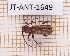  (Curtomerus puncticollis - JT-ANT-1649)  @11 [ ] Creative common (2022) Julien Touroult Museum national d'Histoire naturelle, Paris