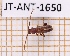  ( - JT-ANT-1650)  @11 [ ] Creative common (2022) Julien Touroult Museum national d'Histoire naturelle, Paris