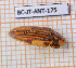  (Aspisoma - BC-JT-ANT-175)  @11 [ ] Copyright (2020) Julien Touroult Museum national d'Histoire naturelle