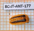  (Aspisoma superciliosum - BC-JT-ANT-177)  @11 [ ] Copyright (2020) Julien Touroult Museum national d'Histoire naturelle