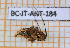  ( - BC-JT-ANT-184)  @11 [ ] Copyright (2020) Julien Touroult Museum national d'Histoire naturelle
